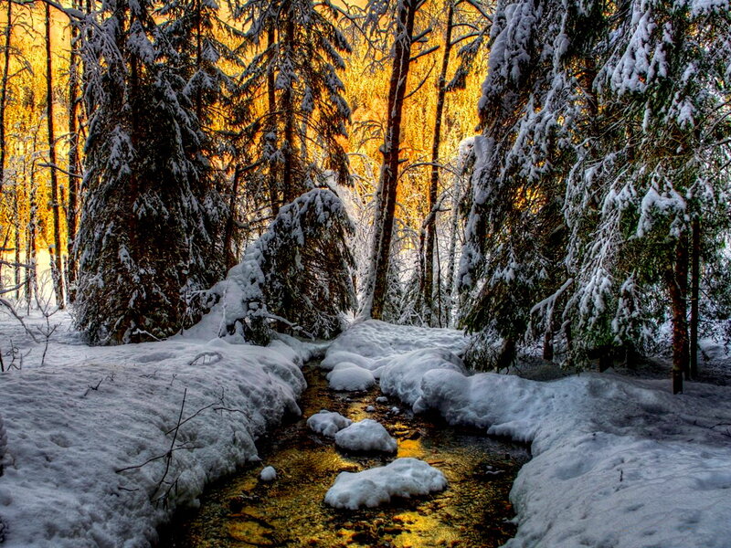Snowy Stream in Forest — White