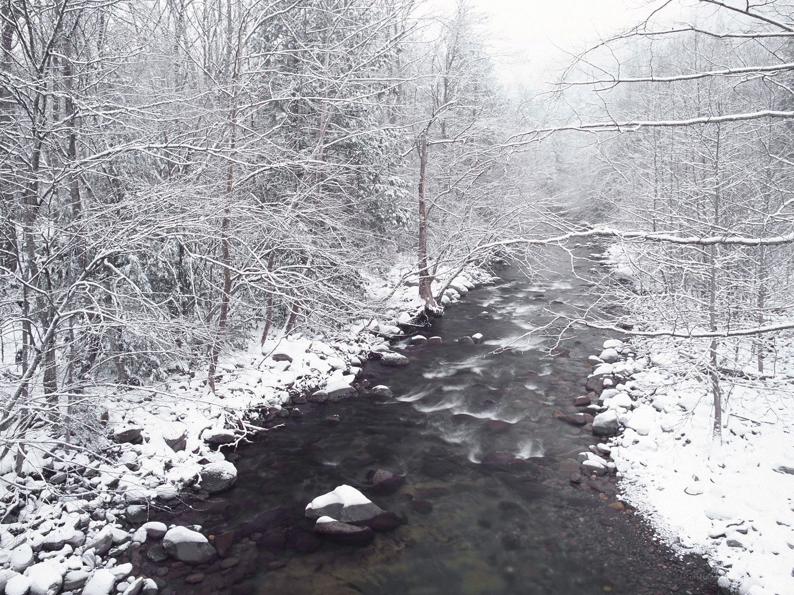 Snowy stream in winter forest