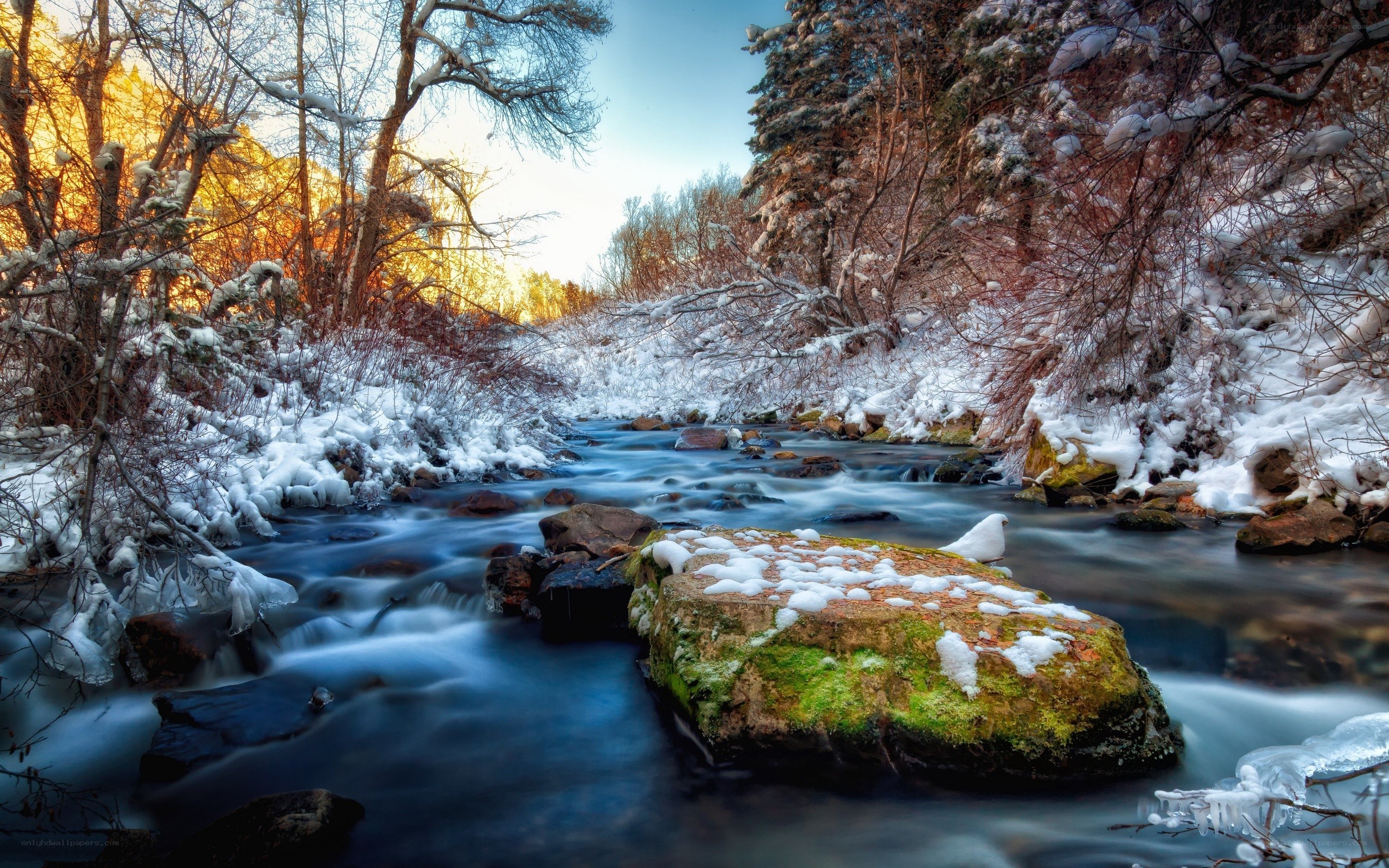 Snowy stream in winter forest