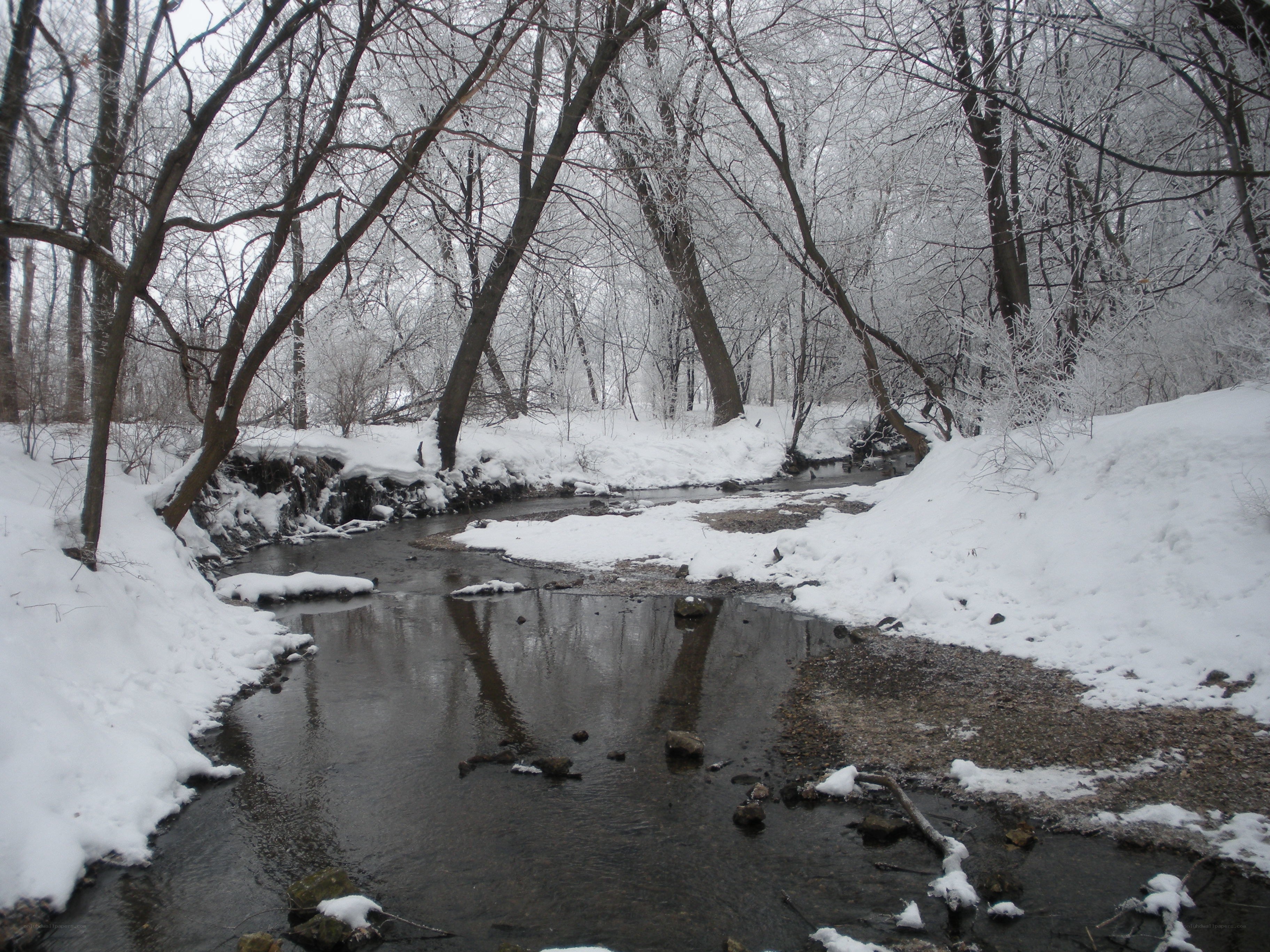 snowy stream in winter forest