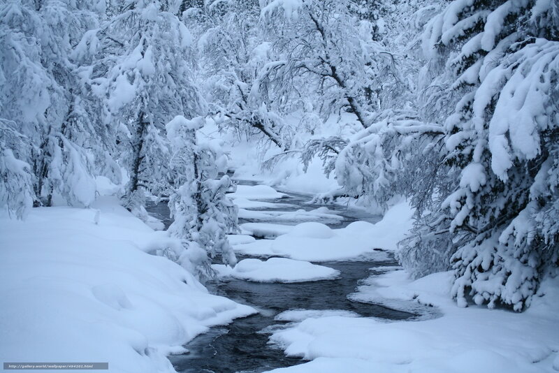 Snowy stream in winter forest