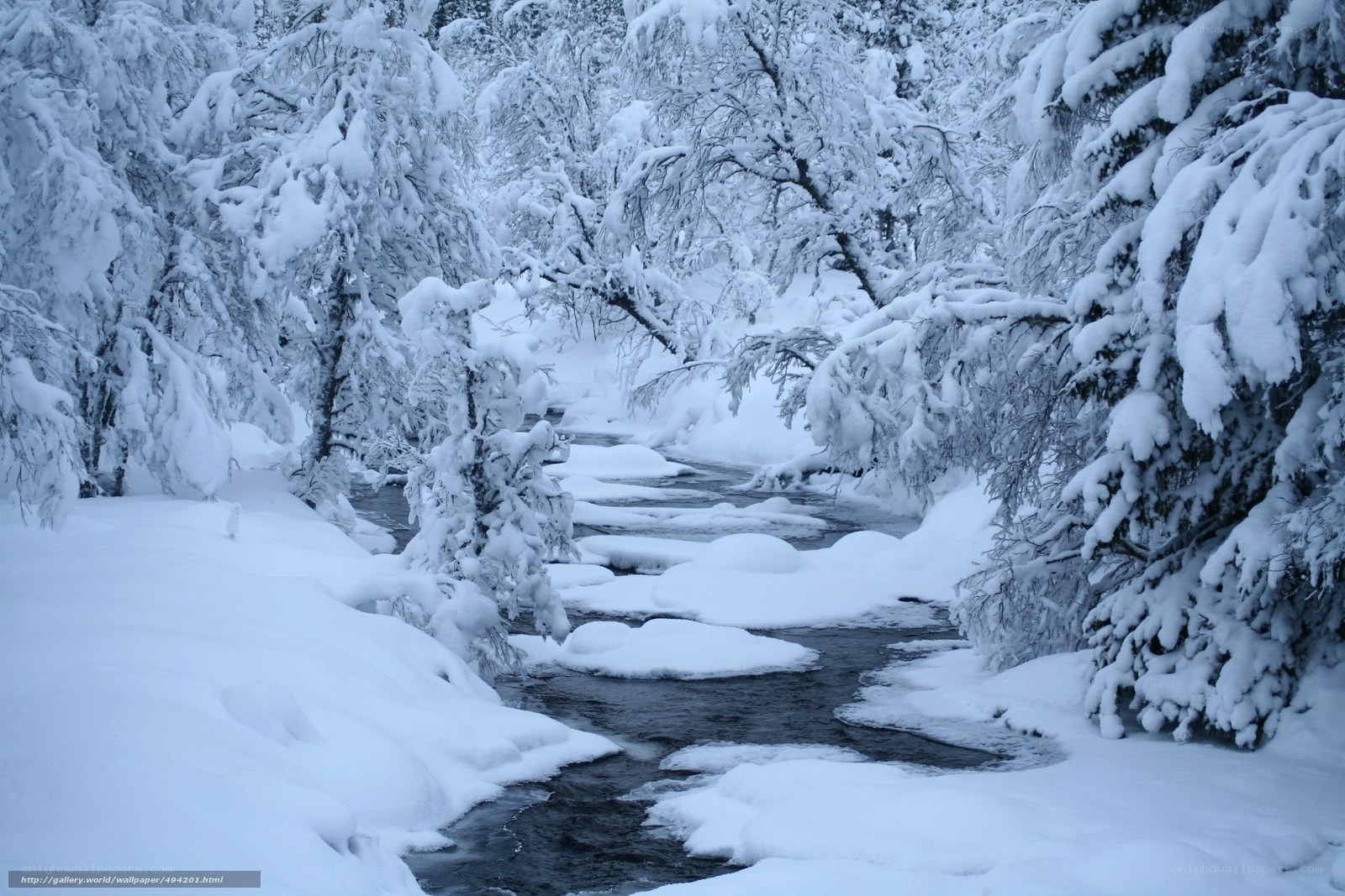 Snowy stream in winter forest