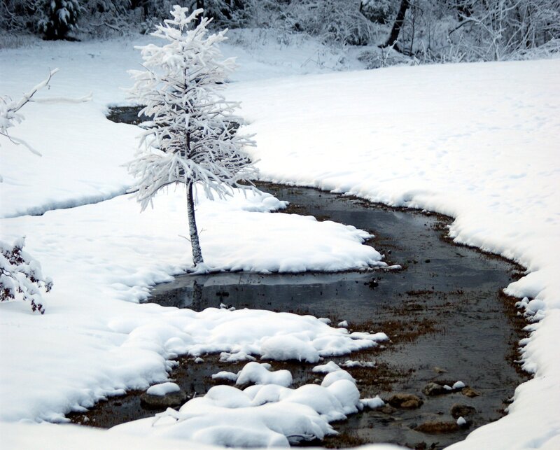 Snowy stream with lone tree