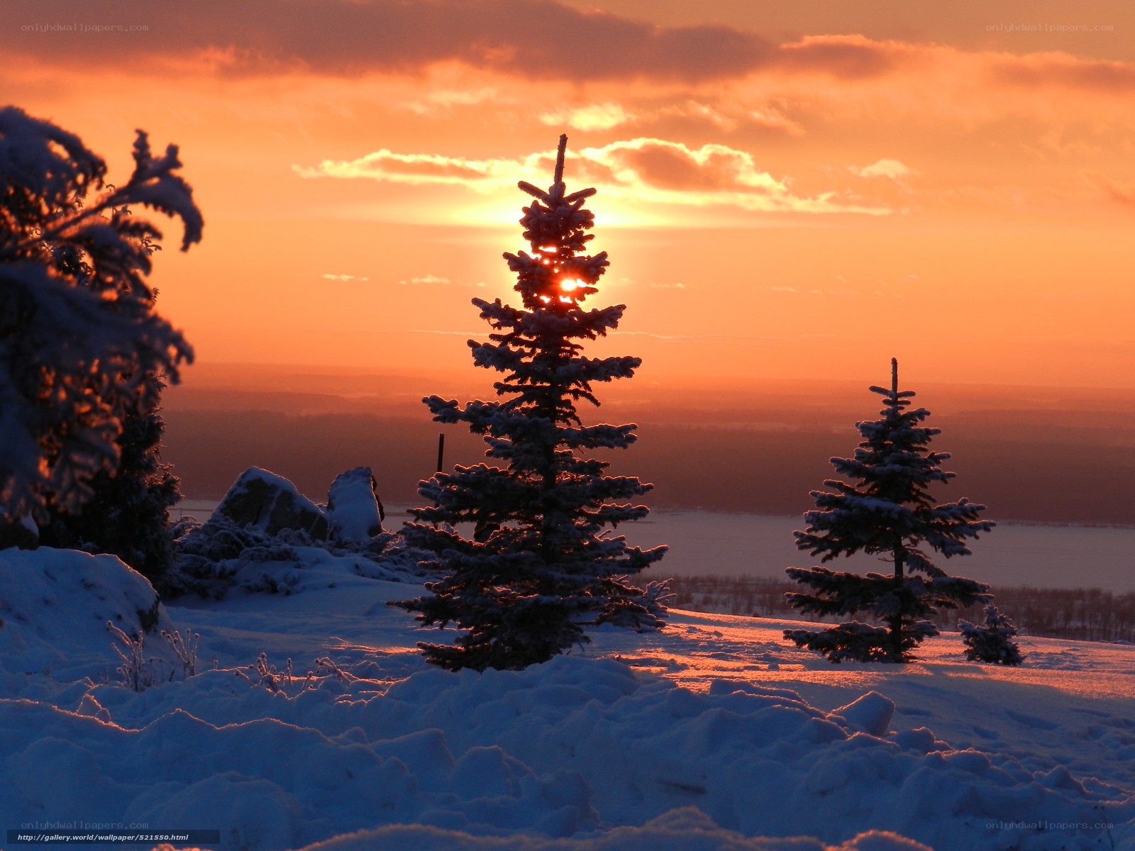 Snowy sunset with pine trees