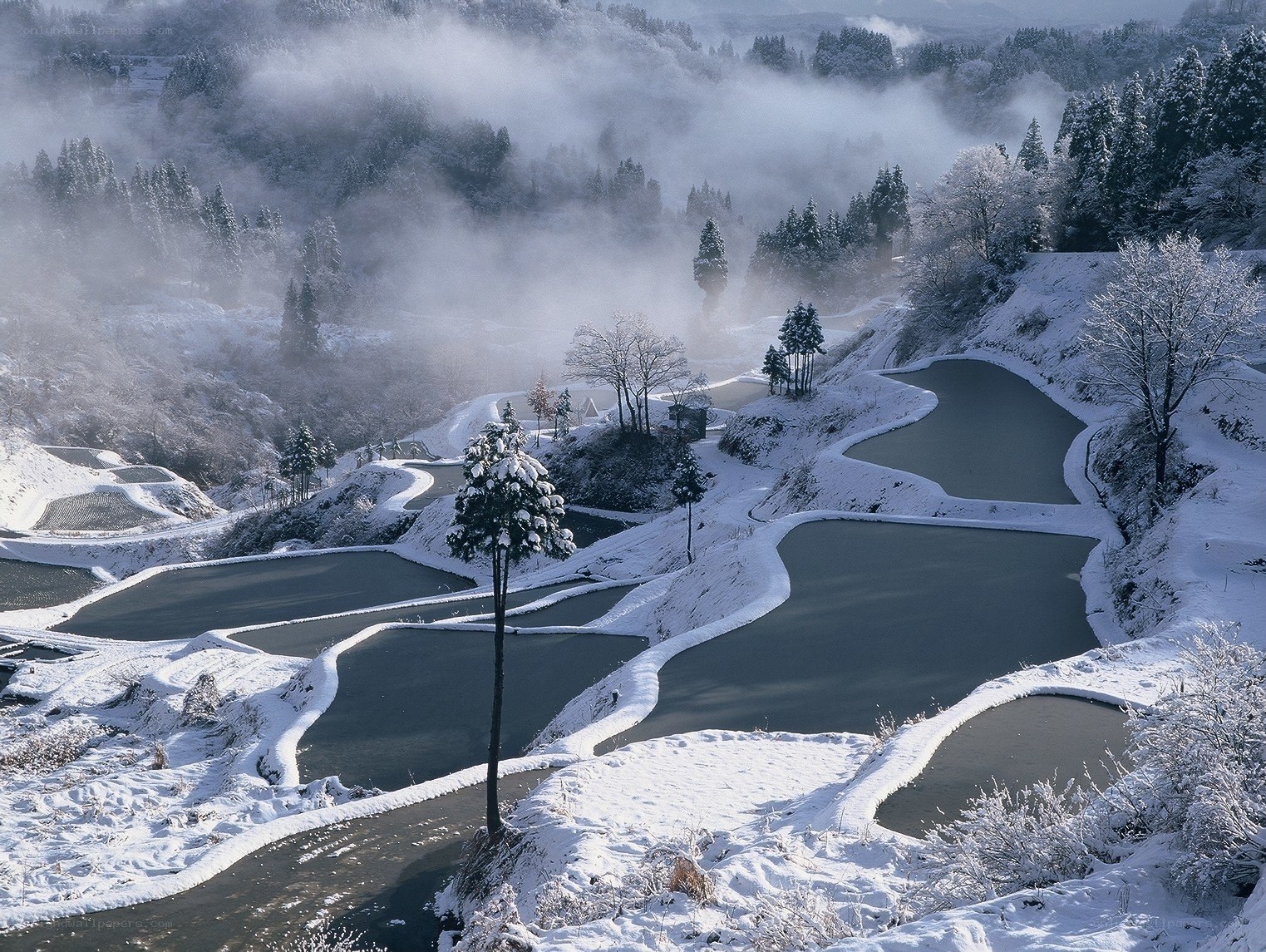 Snowy terraced rice fields