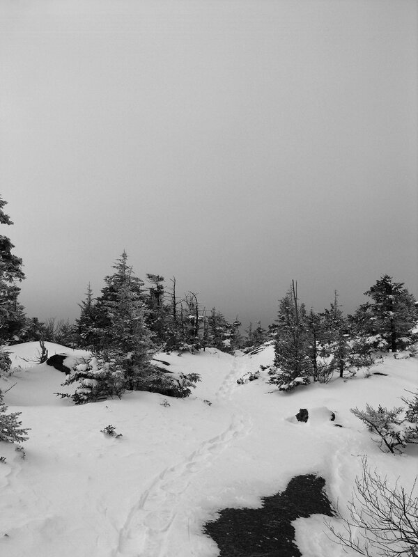 Snowy trail in foggy forest