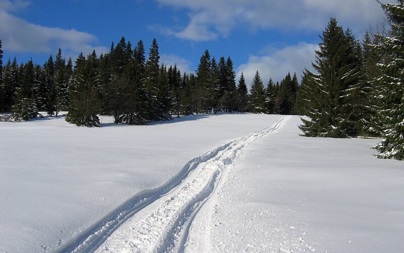 Snowy trail in forest