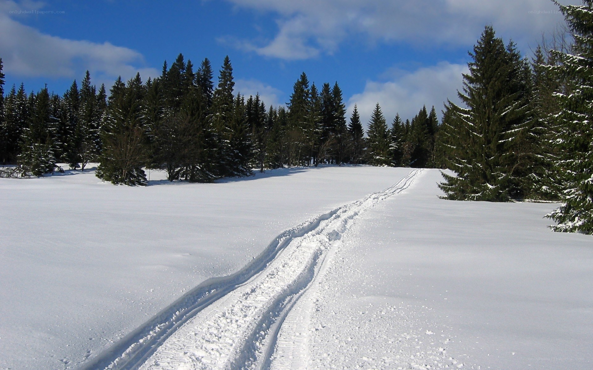 Snowy trail in forest