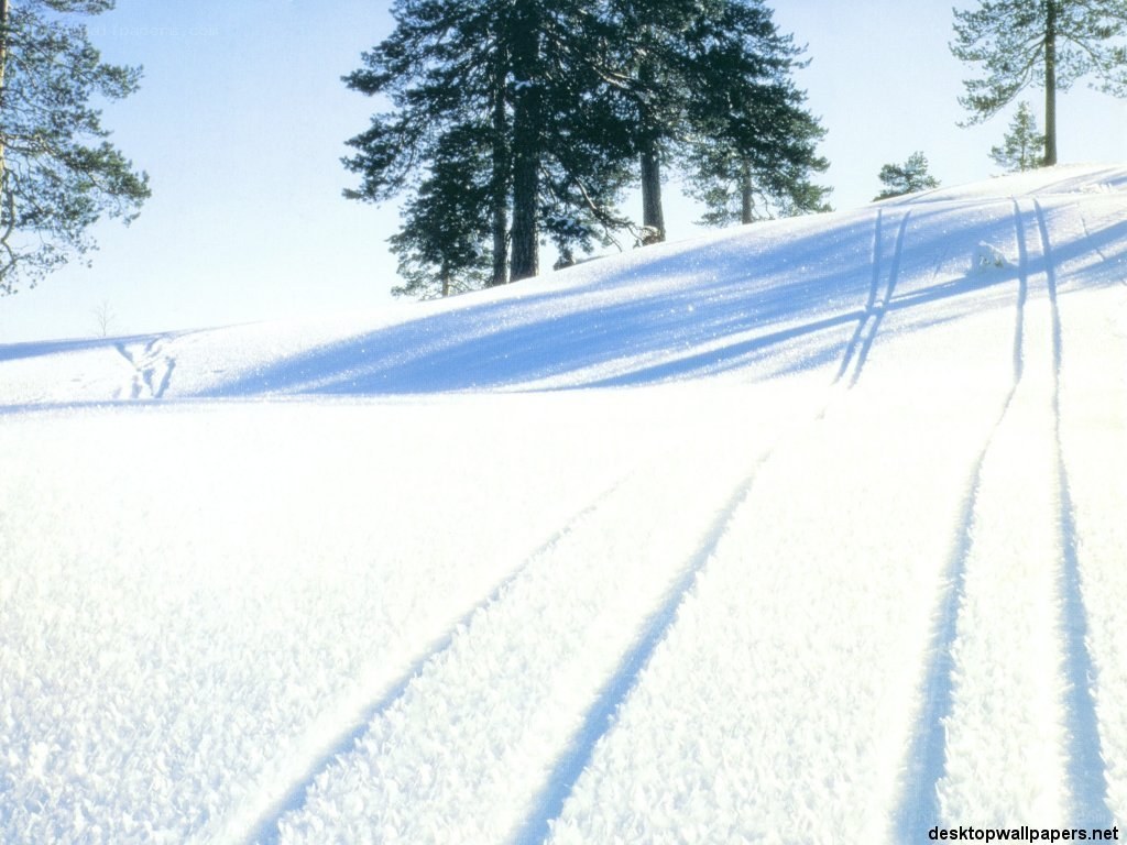 snowy trail in winter forest