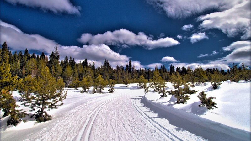 Snowy trail through forest