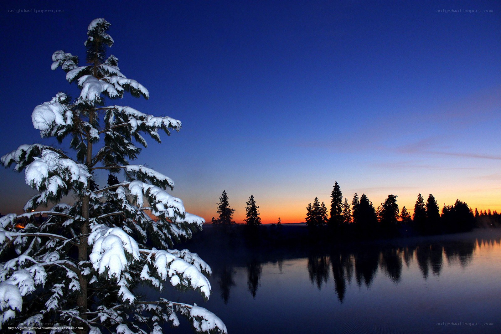 Snowy tree at dusk by a lake