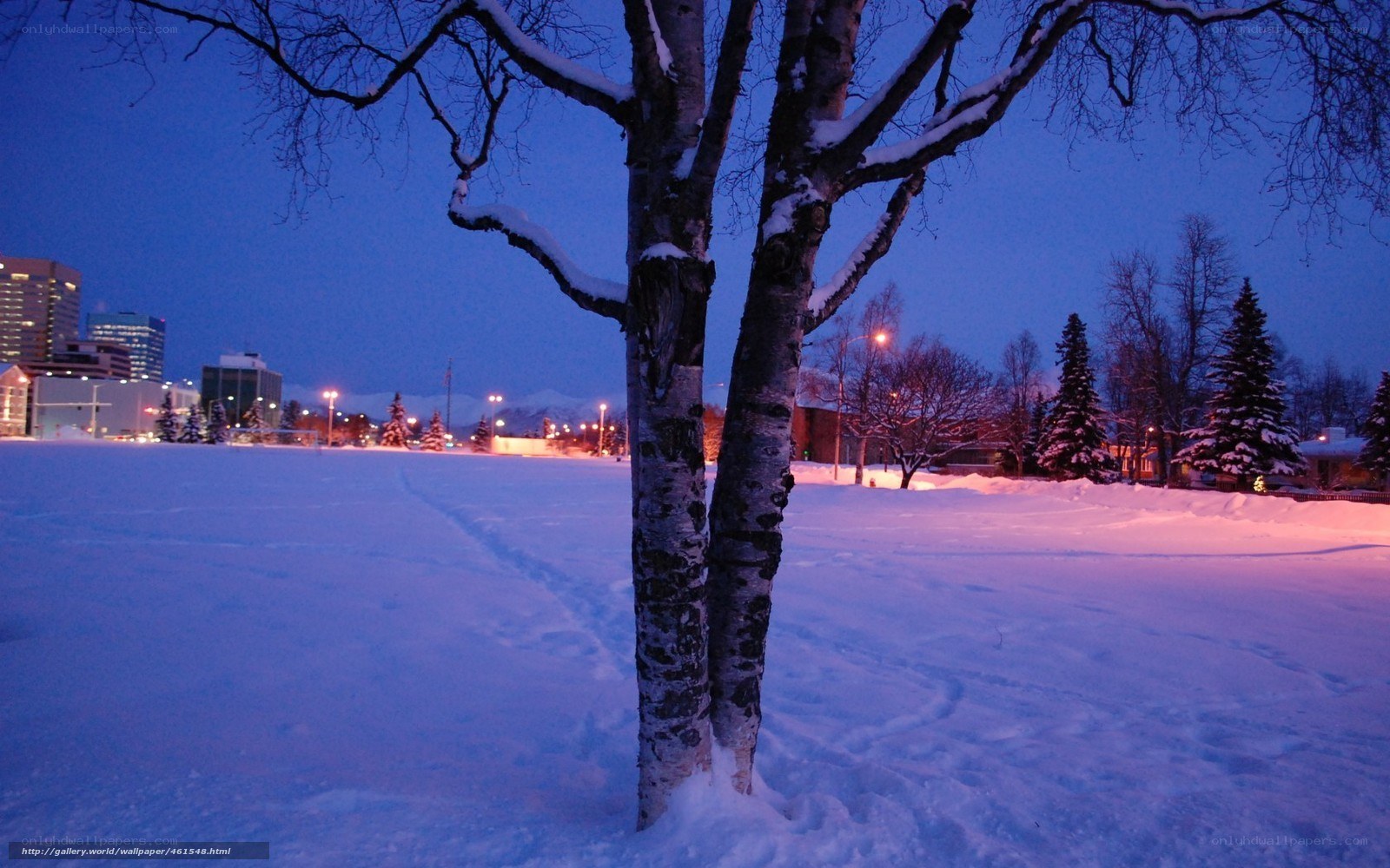 Snowy tree at dusk in city