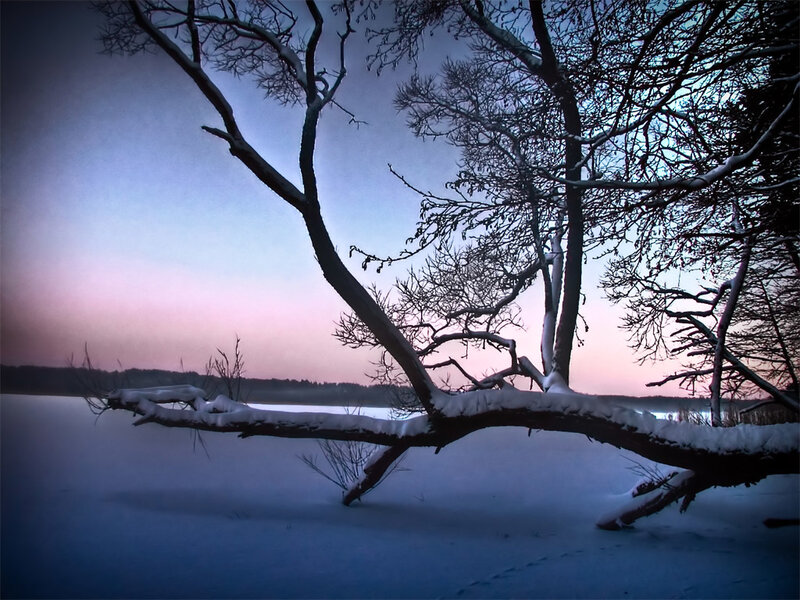 Snowy tree at dusk