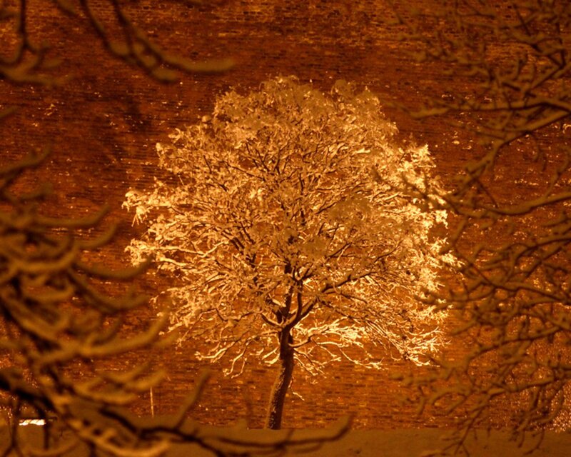 Snowy tree at night