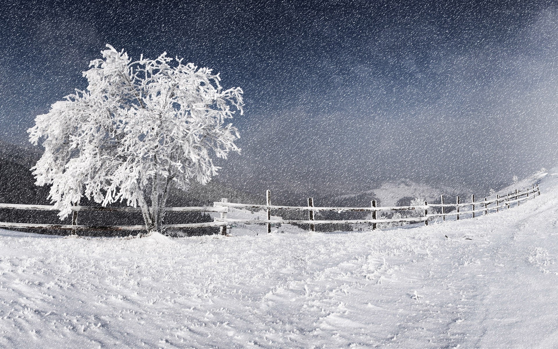 Snowy tree at night