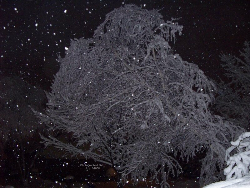 Snowy tree at night