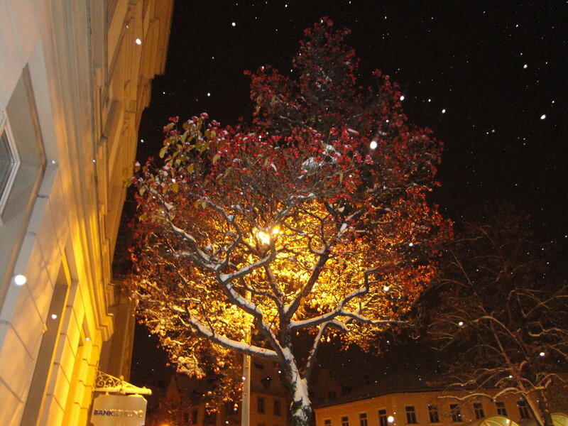 Snowy tree at night