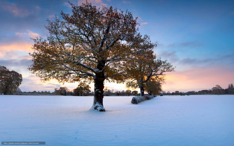 Snowy tree at sunset