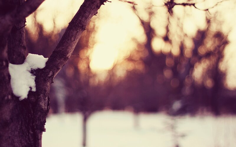 snowy tree at sunset