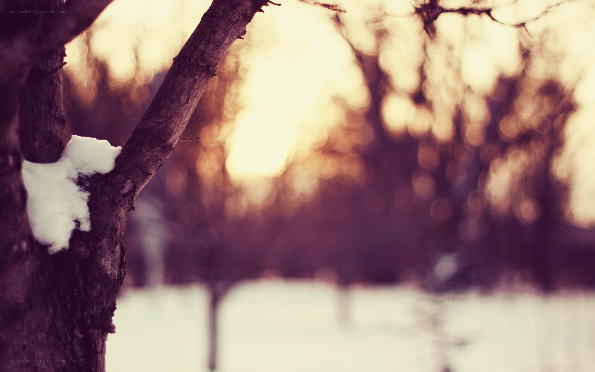 snowy tree at sunset