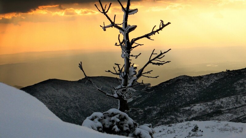 Snowy tree at sunset