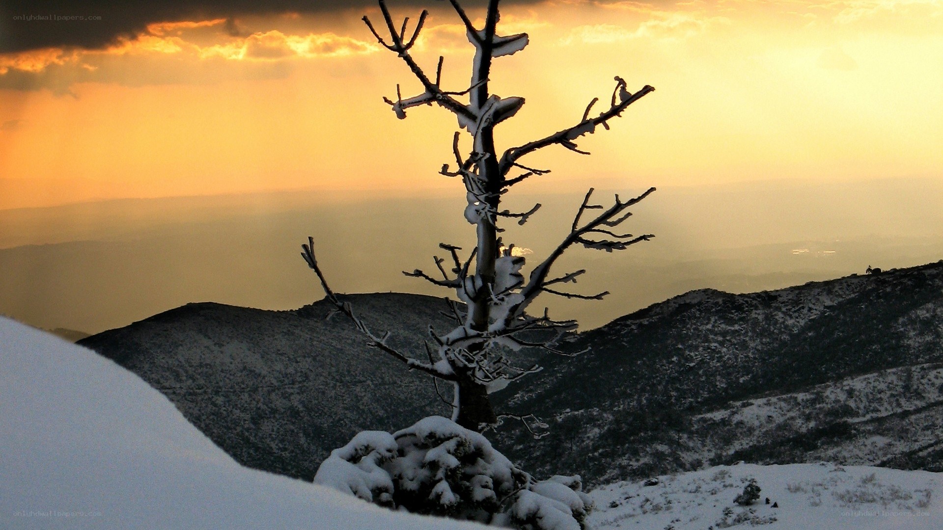 Snowy tree at sunset