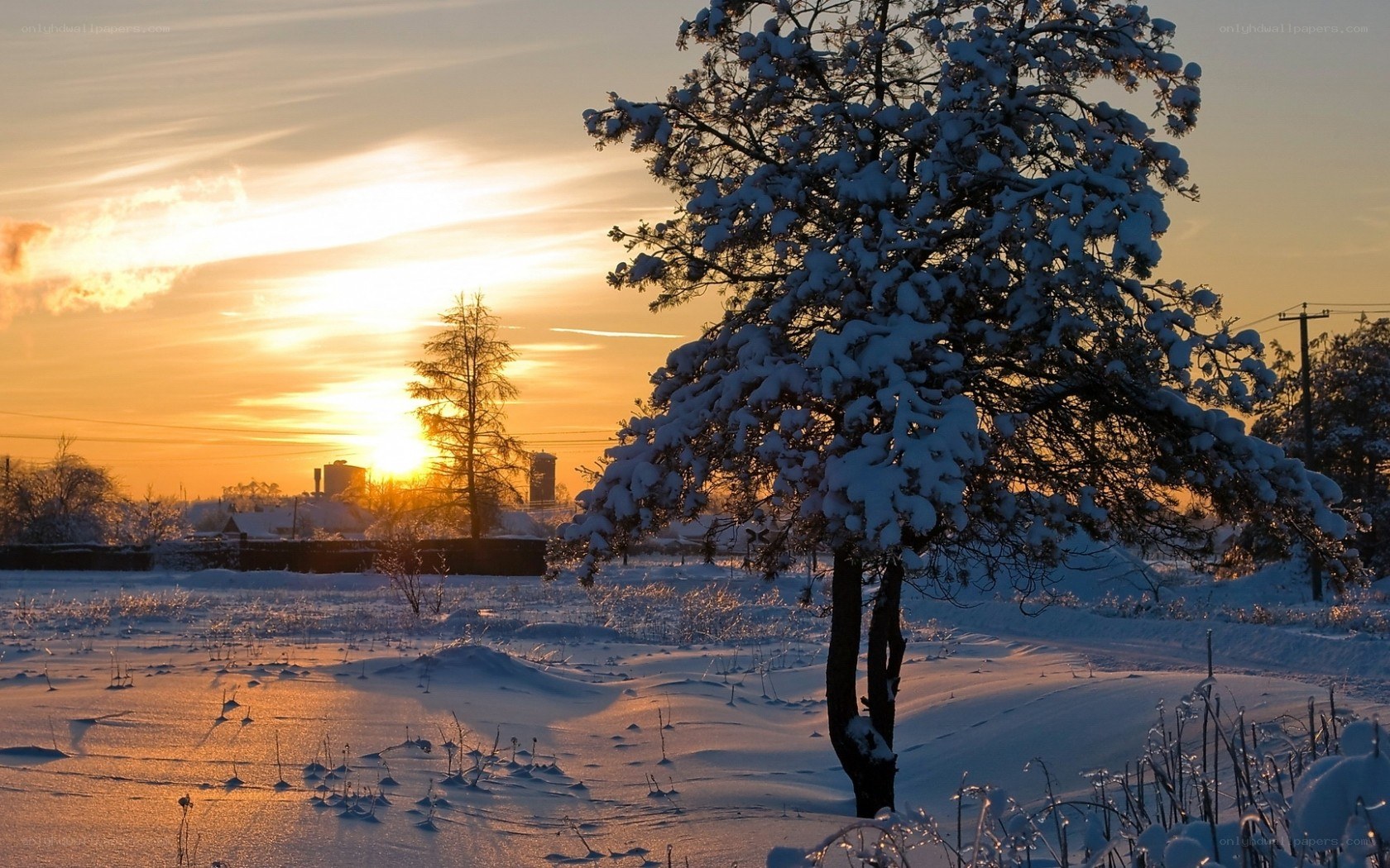 Snowy tree at sunset
