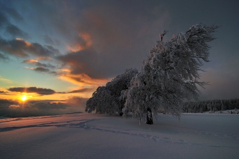 Snowy tree at sunset
