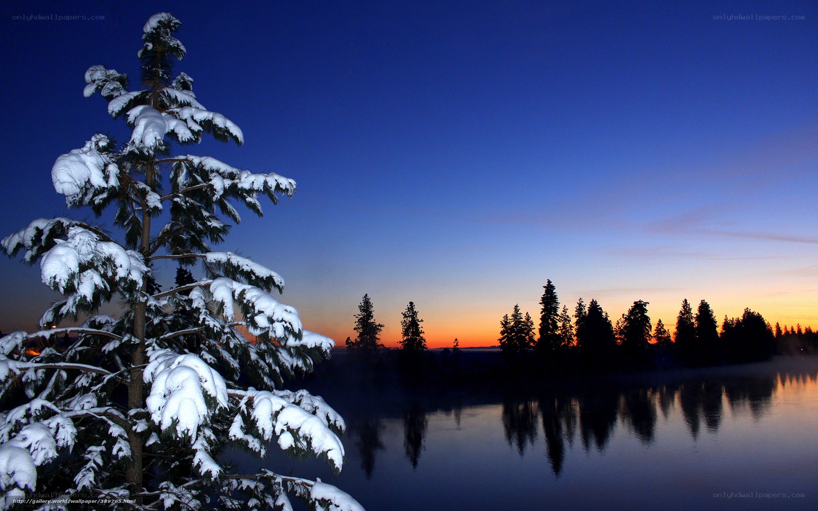 Snowy tree at sunset by lake