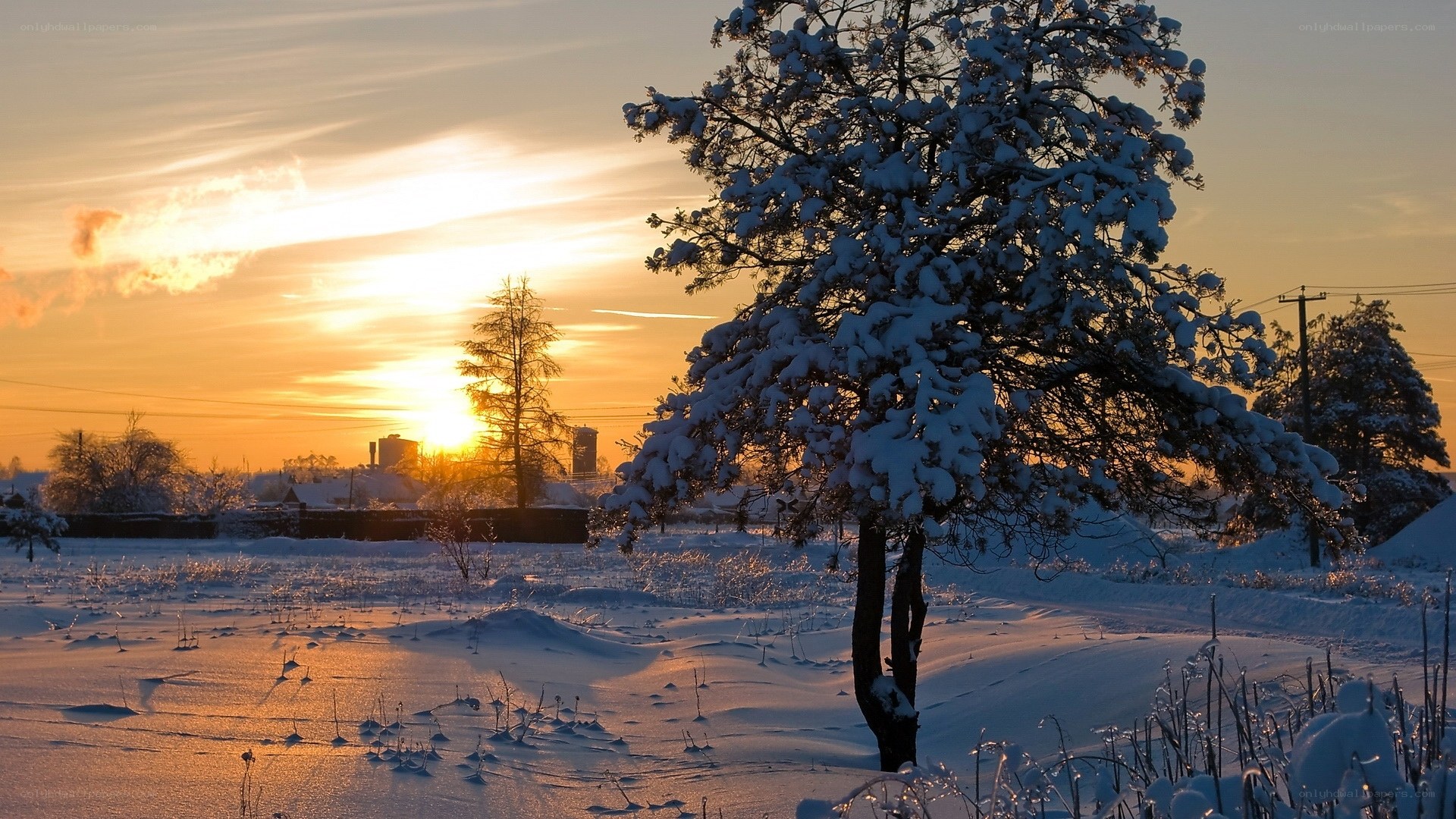 Snowy tree at sunset