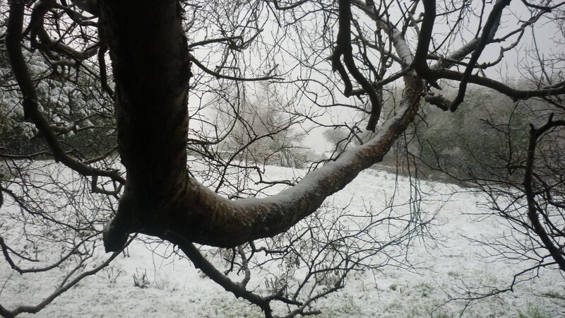 snowy tree branch in winter