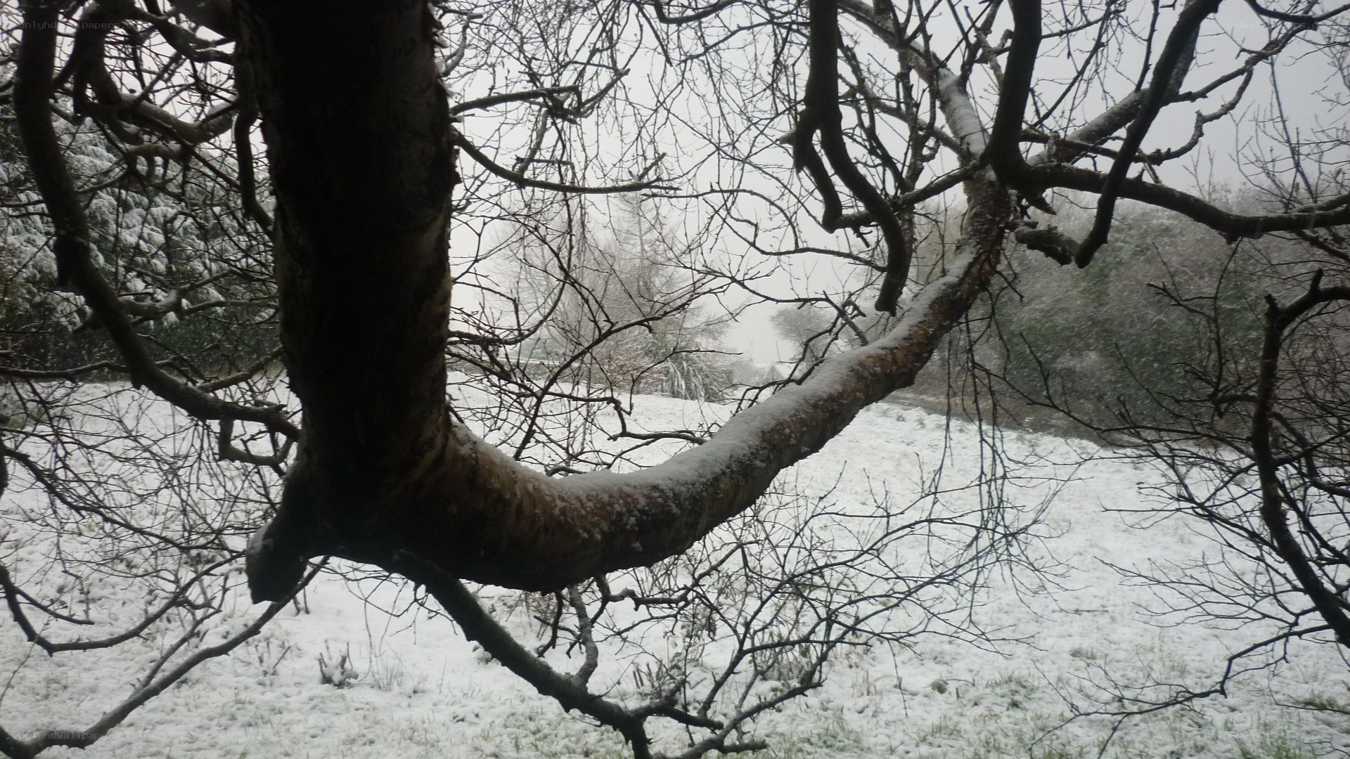 snowy tree branch in winter
