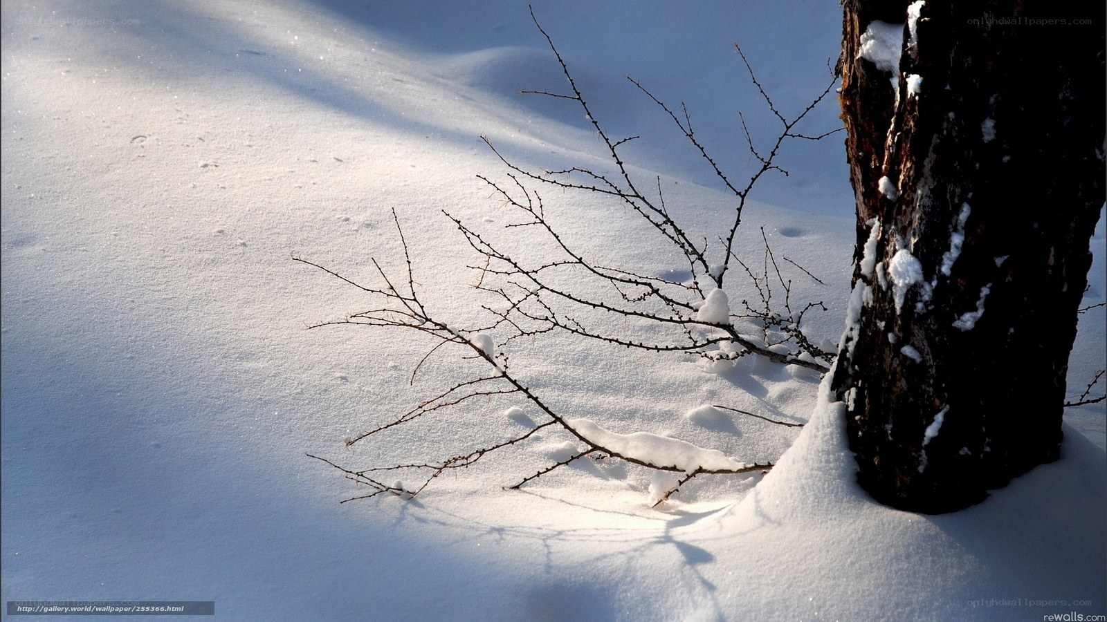 Snowy tree branch in winter