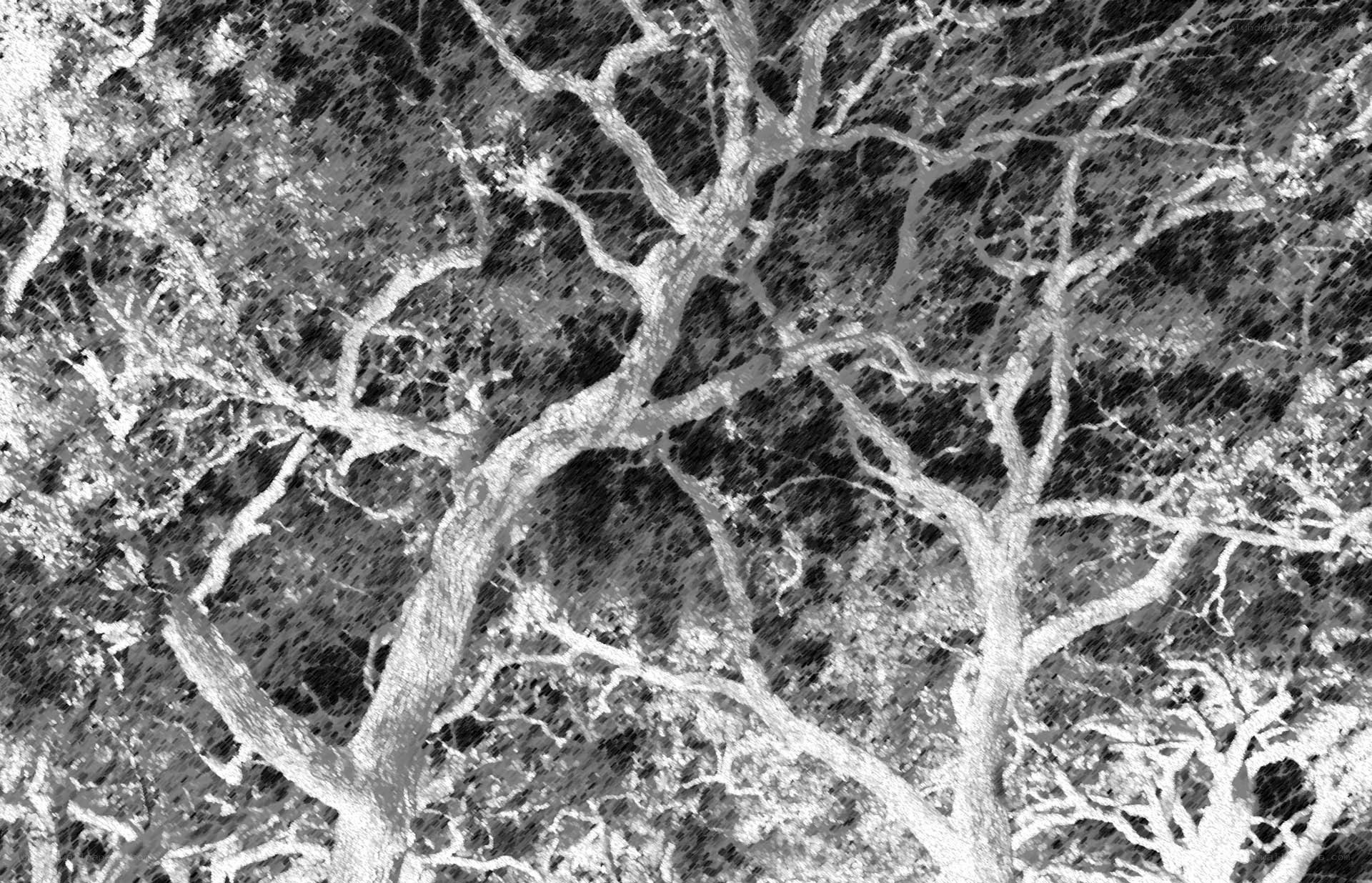 snowy tree branches