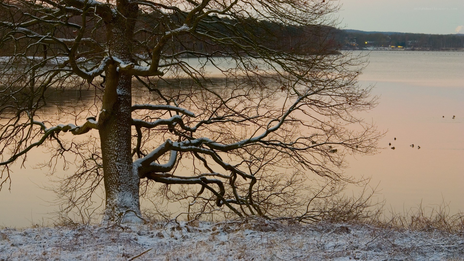 Snowy tree by a lake at dusk