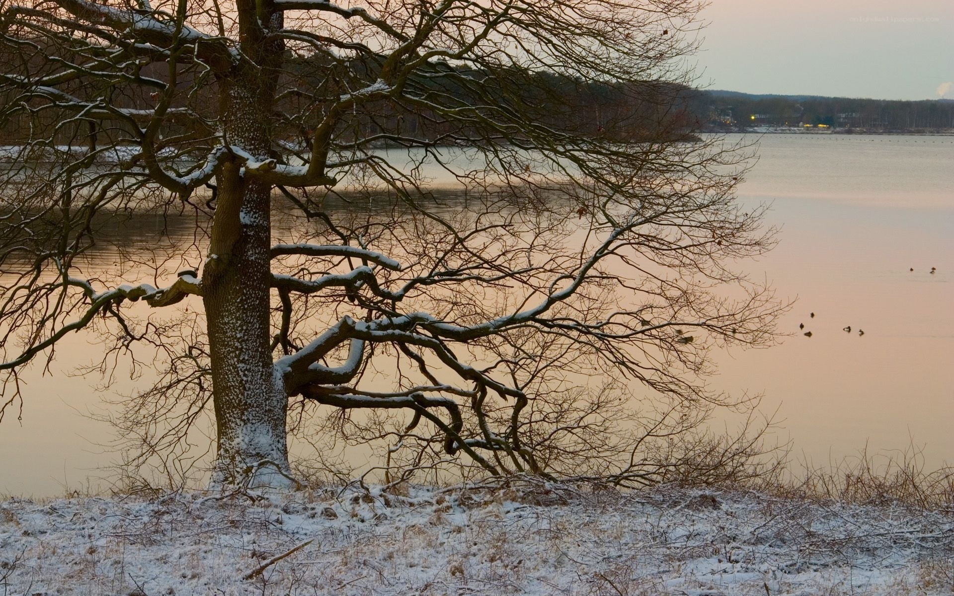 Snowy tree by a lake at dusk