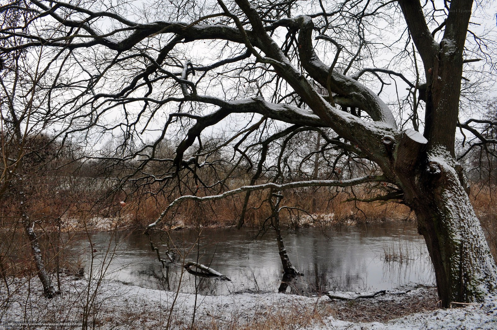 Snowy tree by a river