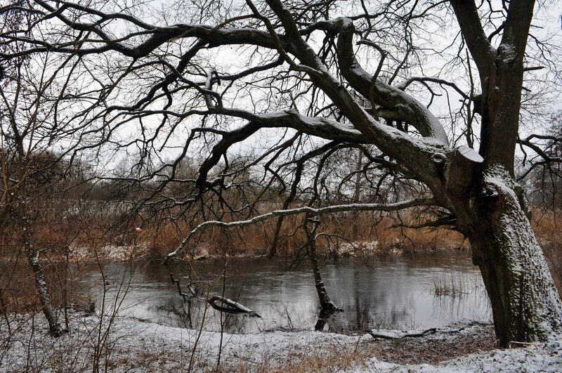 Snowy tree by a river