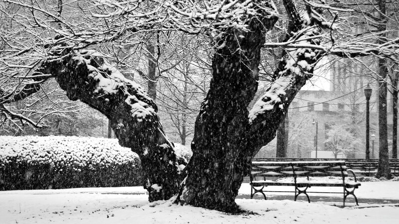 Snowy tree in park