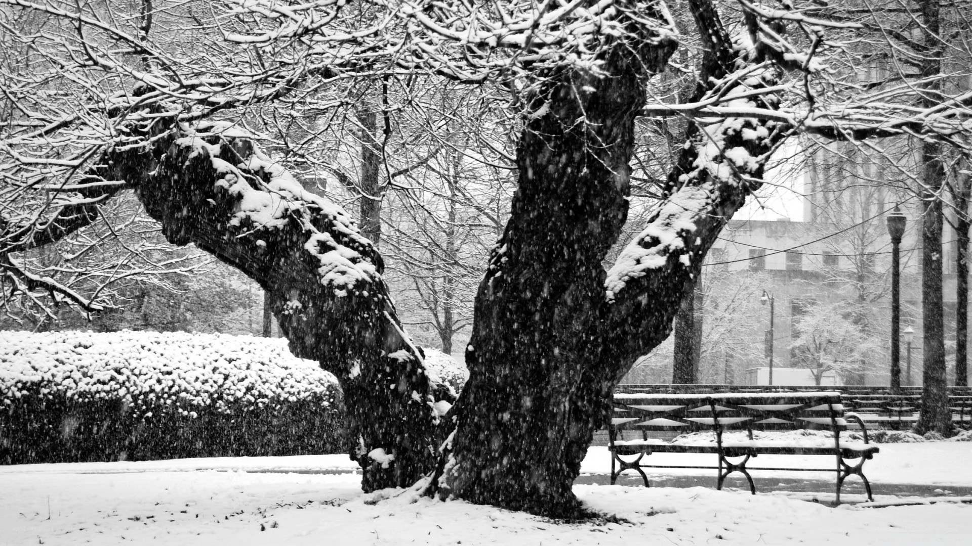 Snowy tree in park