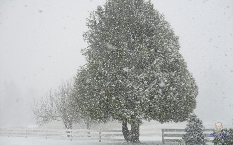 Snowy tree in winter