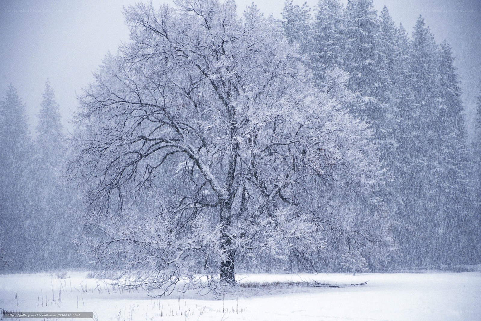 Snowy tree in winter landscape