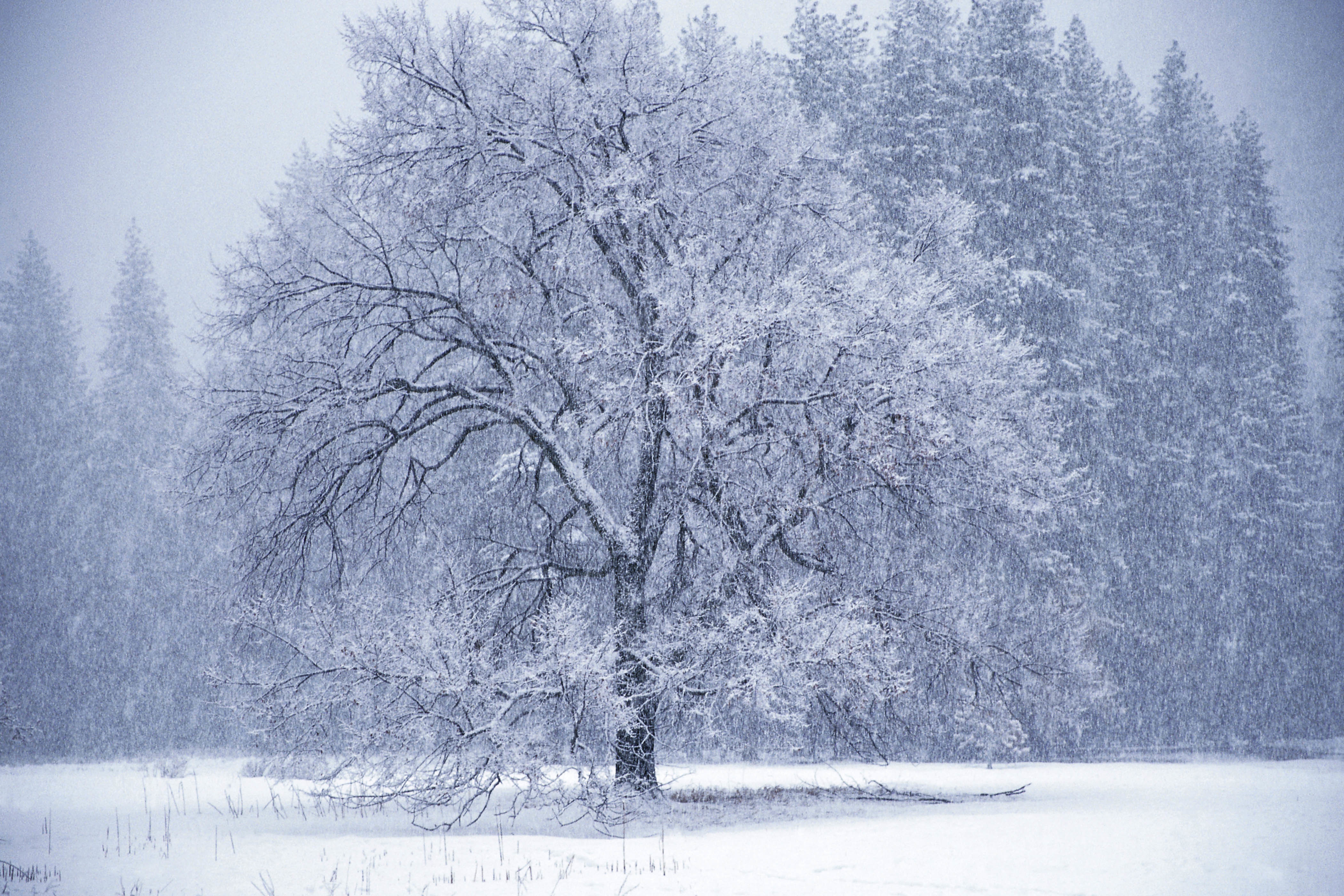 Snowy tree in winter landscape
