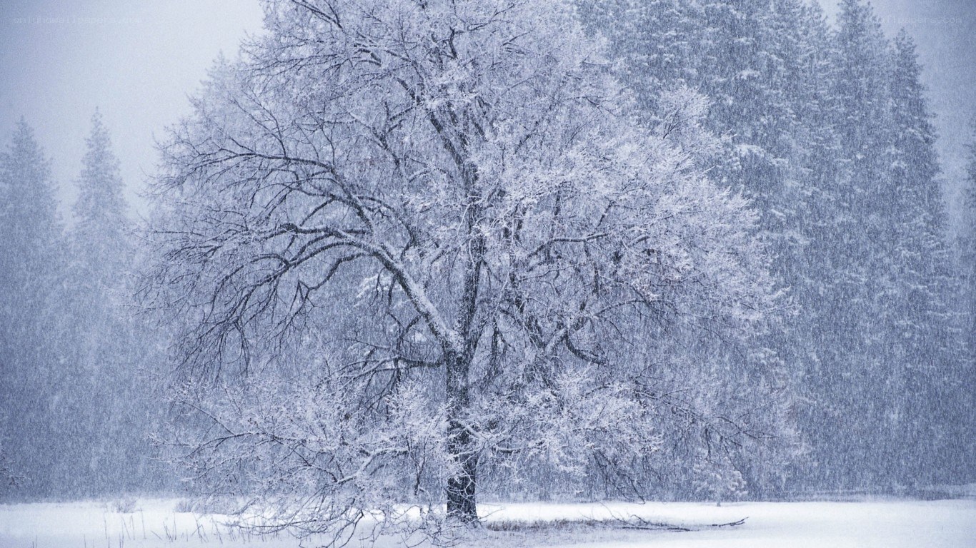 Snowy tree in winter landscape