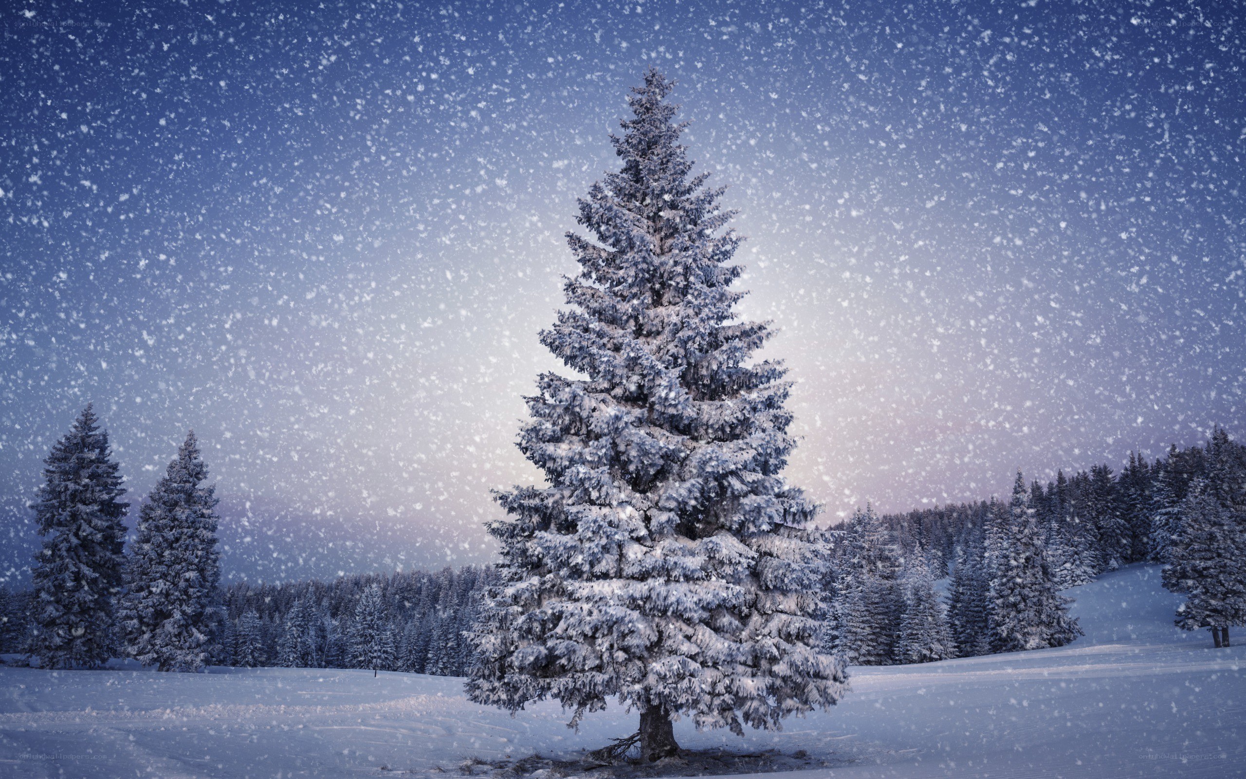 Snowy tree in winter landscape