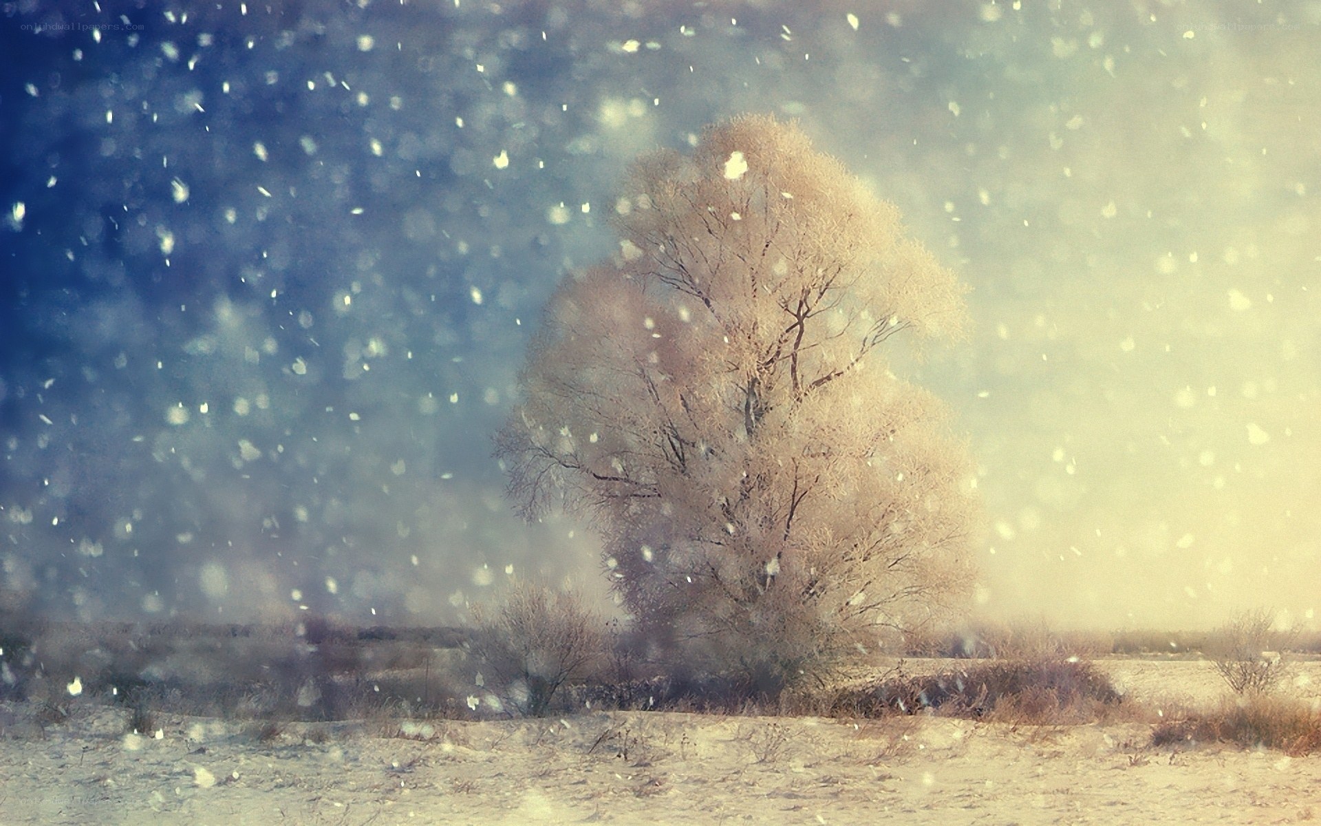 Snowy tree in winter landscape