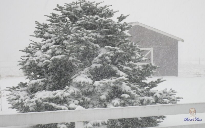Snowy tree in winter storm