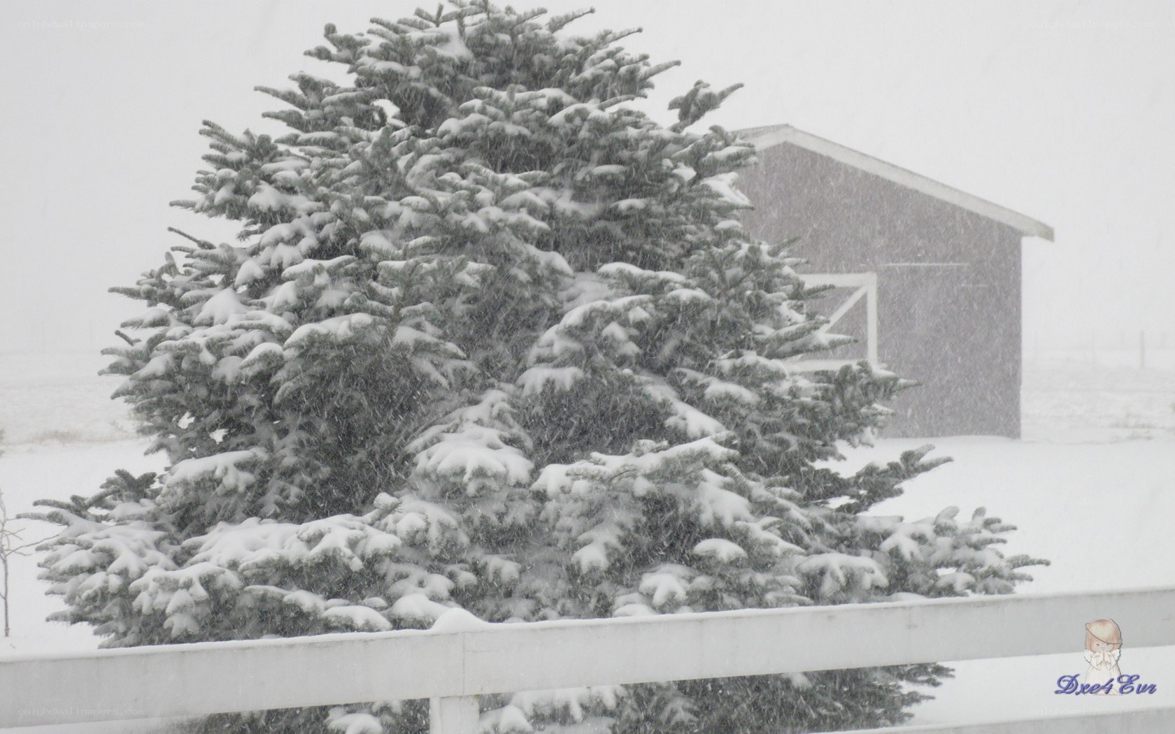 Snowy tree in winter storm