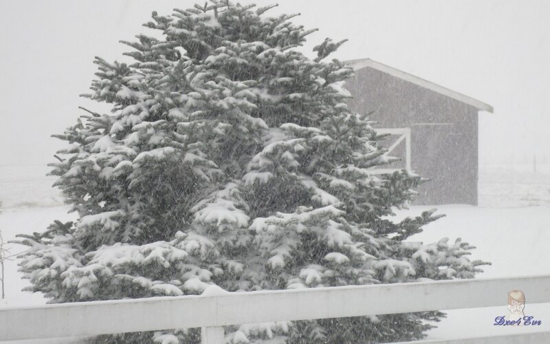 Snowy tree in winter