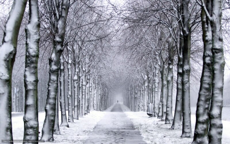 Snowy tree-lined path